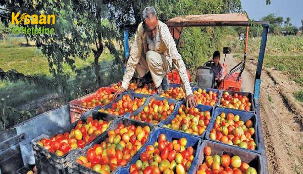 कैसे एक आईटी कर्मचारी मंच ने तेलंगाना में टमाटर और मोसम्बी किसानों की मदद की, ताकि बेहतर मूल्य मिले